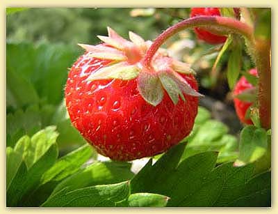 Erdbeere gross