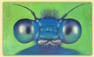 Blaue Libelle gross