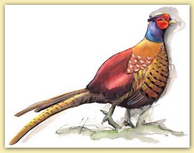 Fasan gross