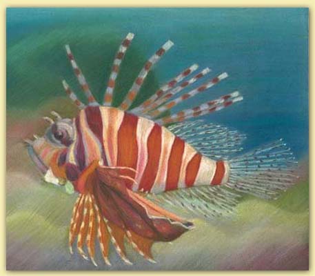 Feuerfisch gross