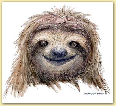 Faultierportrait gross