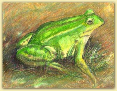 Wasserfrosch gross