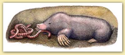 Maulwurf gross