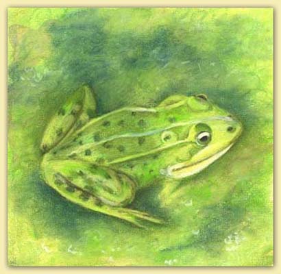 Frosch gross
