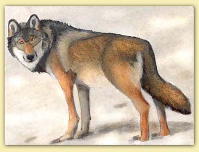 Wolf gross