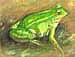 Wasserfrosch