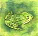 Frosch